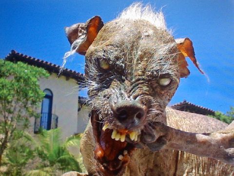 2006 Ford E350 - A frightening creature with a menacing grin and piercing eyes is captured in this close-up photograph.
