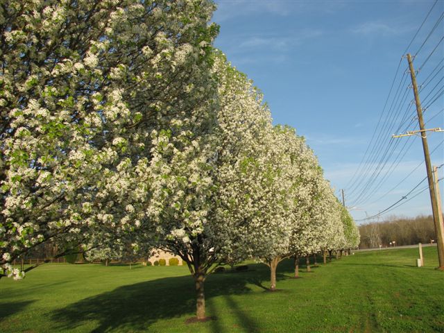Row of flowering trees next to power lines and a grassy field