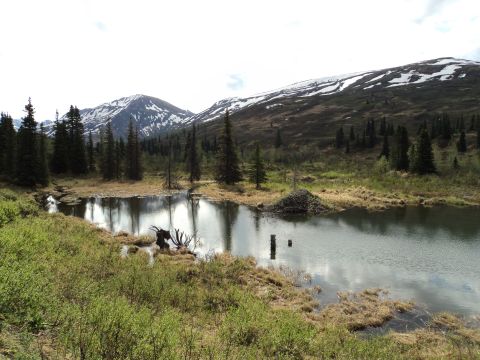 1990 Chevrolet Suburban - A scenic view of a lake in a mountainous region, with trees and a beaver dam visible.