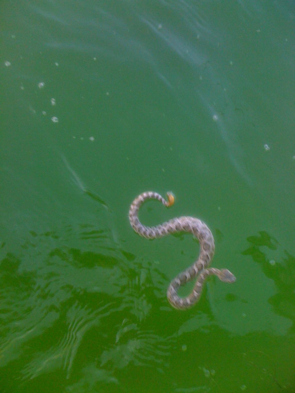 Snake swimming in green water