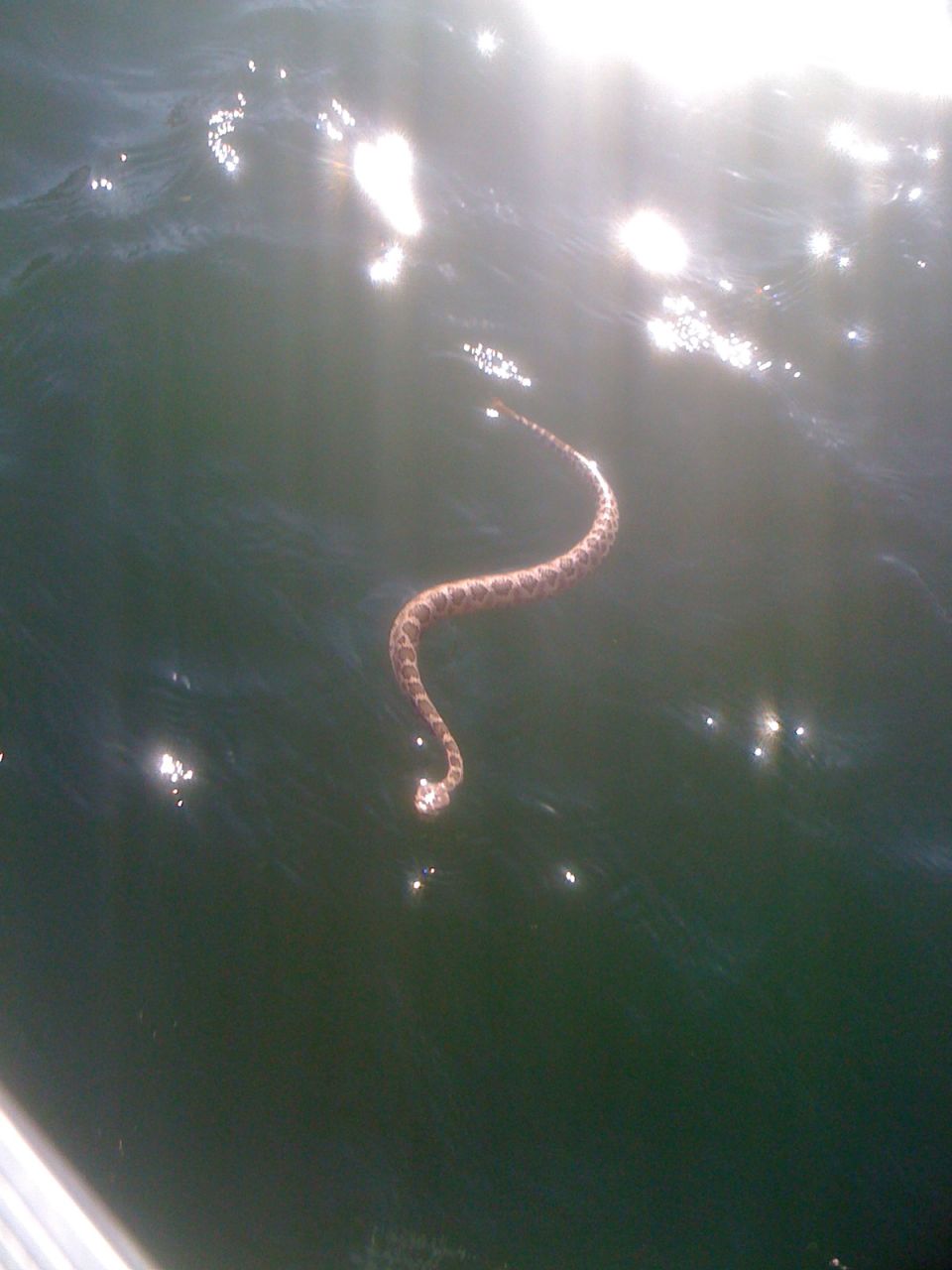 Snake swimming in dark water with sun glare