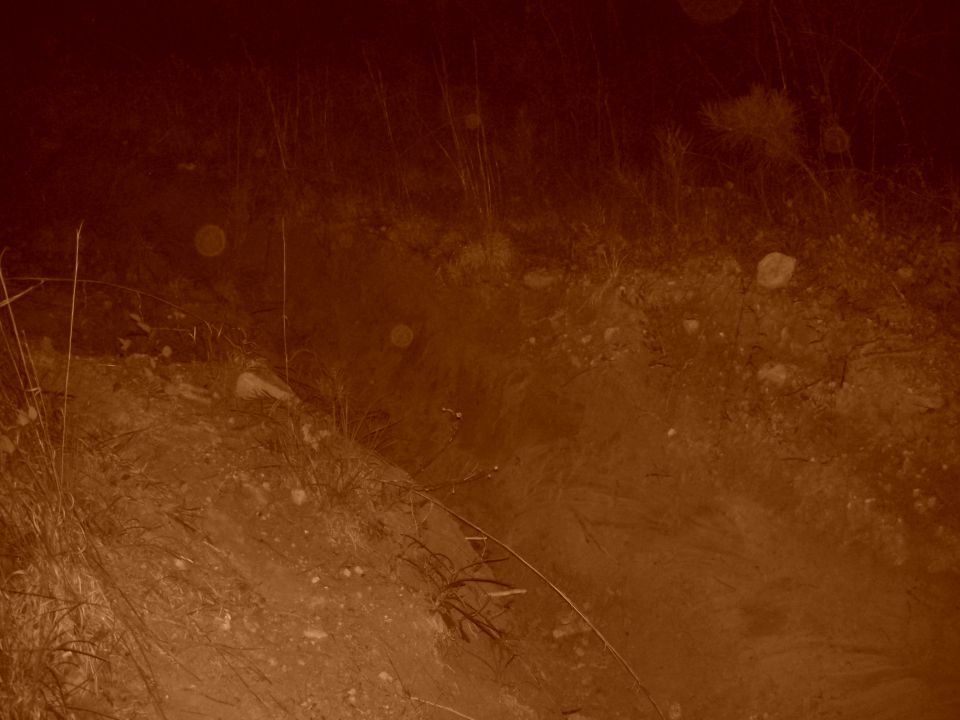Dirt path with grass and rocks, looks like off-road terrain