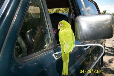 1991 Ford Bronco - my road bird cookie.