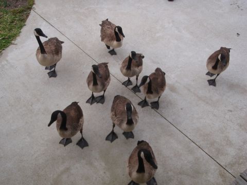 1995 Ford Bronco - A group of Canada geese stand on a concrete surface, with grass visible to the left.