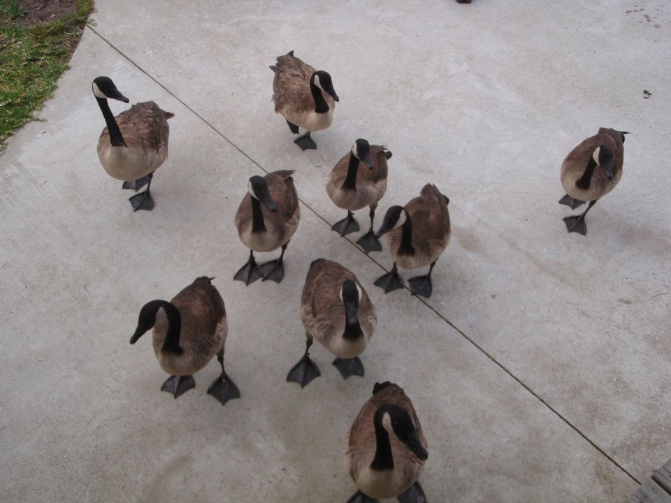 Flock of Canada geese on a concrete path