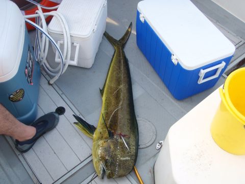 1995 Ford Bronco - A large mahi-mahi fish lies on a boat deck next to several coolers.