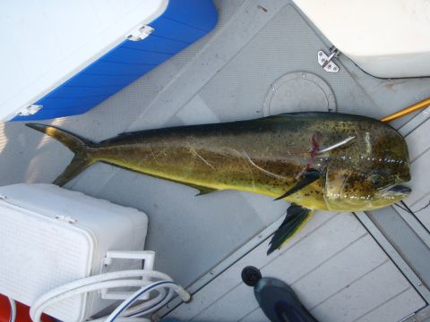 1995 Ford Bronco - A large dolphin fish lies on a boat's deck, with a cooler and fishing gear visible.