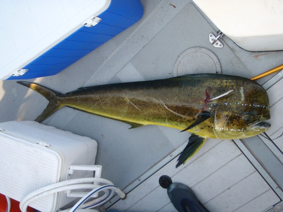 Dolphin fish on a boat deck next to a cooler and blue trim