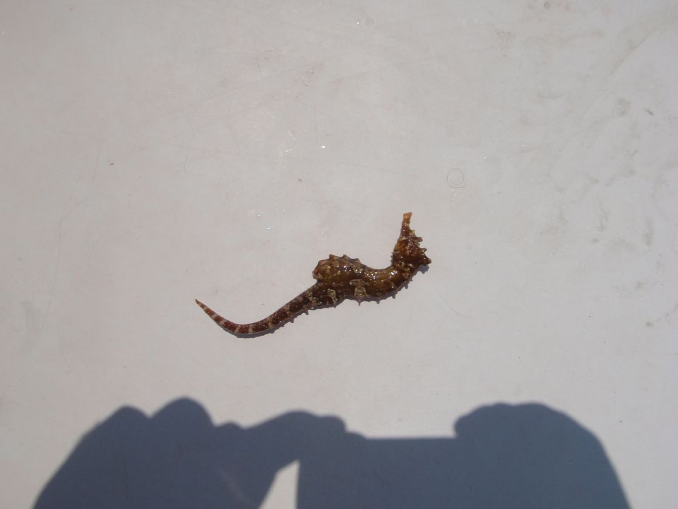 Seahorse on a white surface with shadows of hands
