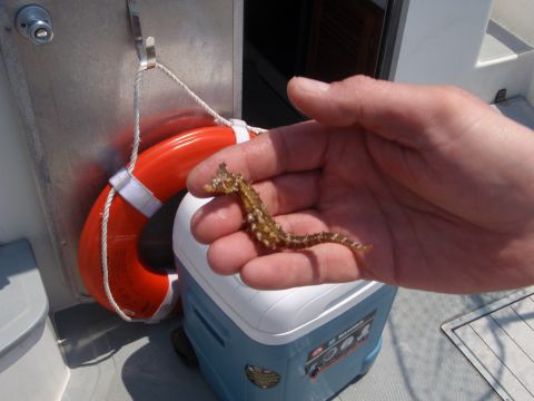 1995 Ford Bronco - A person holds a seahorse on a boat deck next to a life preserver and cooler.