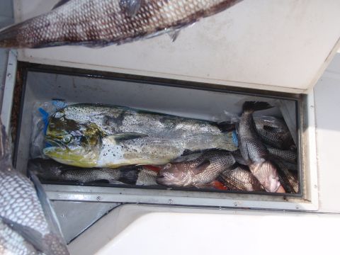 1995 Ford Bronco - A cooler filled with a variety of freshly caught fish, including a large dorado.