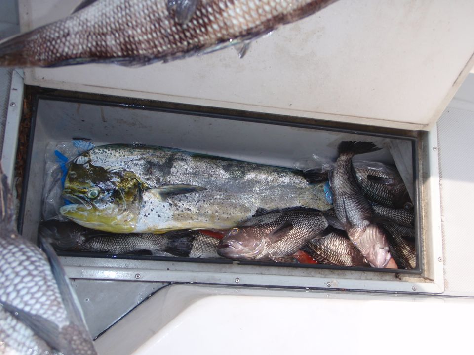 Fish catch in a cooler, including a large dorado and several smaller fish