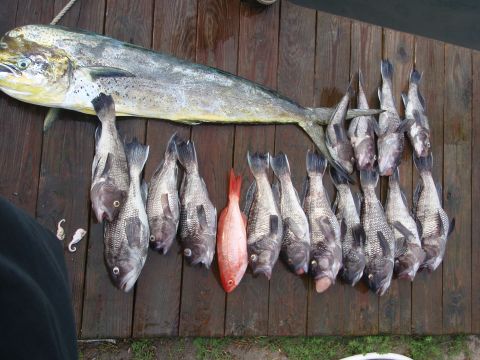 1995 Ford Bronco - A large dolphin fish and a catch of smaller fish are displayed on a wooden dock.