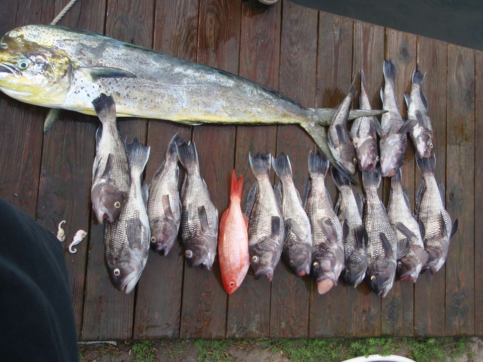 Dolphin fish and many smaller fish laid out on a wooden dock