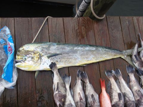 1995 Ford Bronco - A large dolphin fish and several smaller fish are displayed on a wooden dock after a fishing trip.