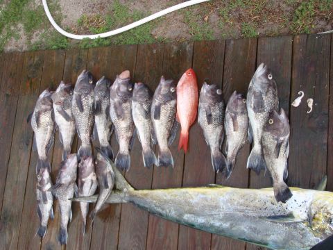 1995 Ford Bronco - A collection of various fish, including several black sea bass and a red snapper, are displayed on a weathered wooden surface.