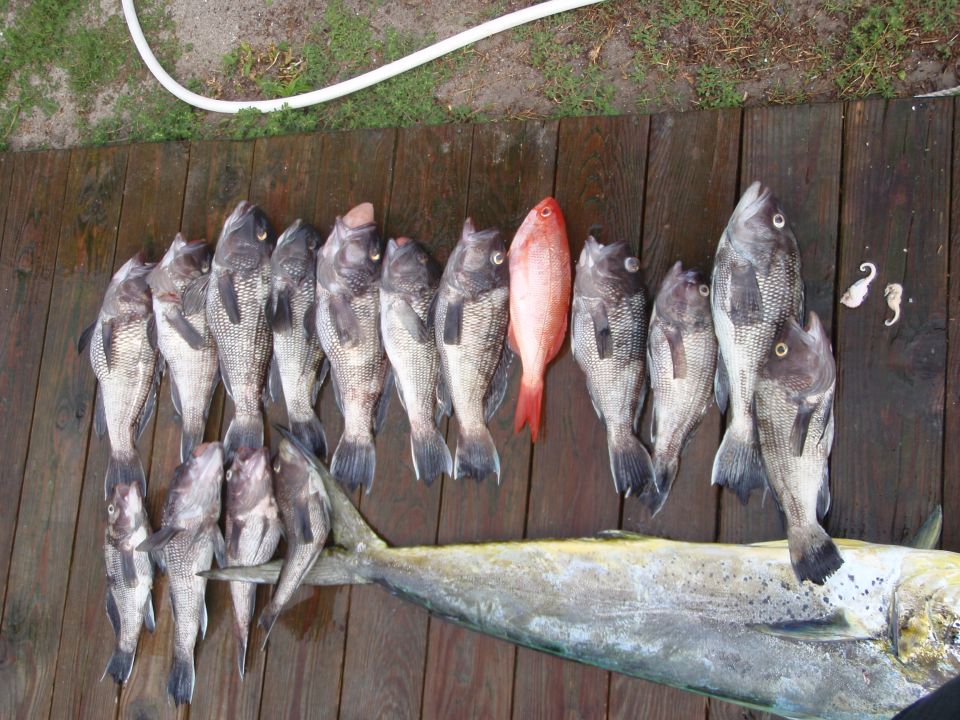 many fish laid out on a wooden deck, including a large yellow fish at the bottom
