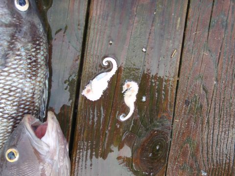 1995 Ford Bronco - A close-up view of dead seahorses and a fish on a weathered wooden dock surface.