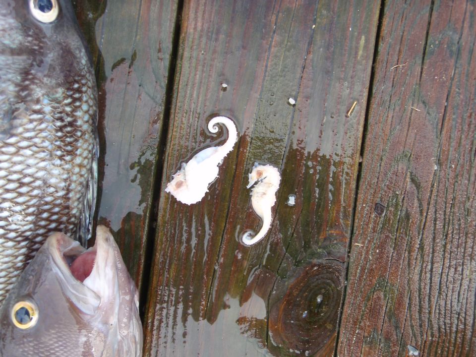 Two dead seahorses and a fish lie on a wet wooden dock