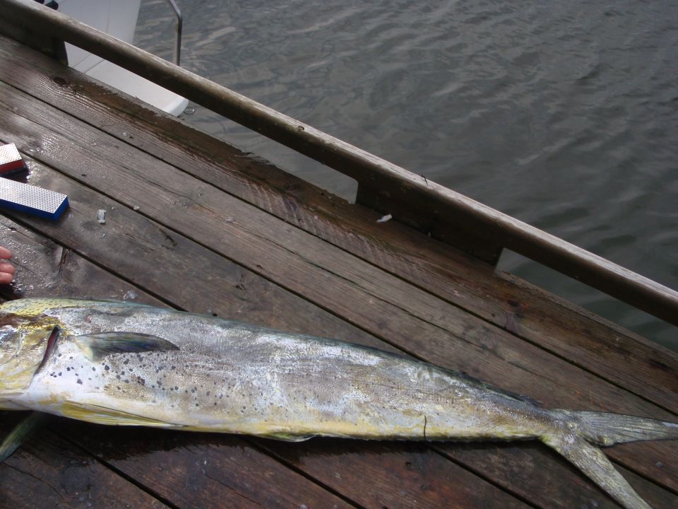 Fish on a wooden dock with water in the background
