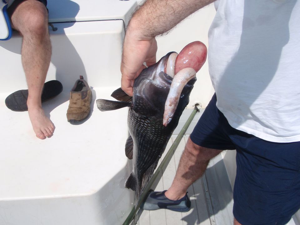 Fish with bait in mouth on a boat deck
