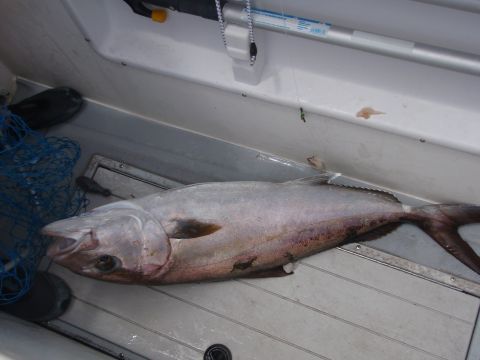 1995 Ford Bronco - A large fish lies in the bottom of a boat compartment next to fishing gear.