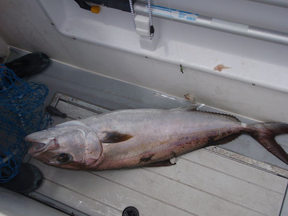 Fish in a boat compartment with a blue net and a pole