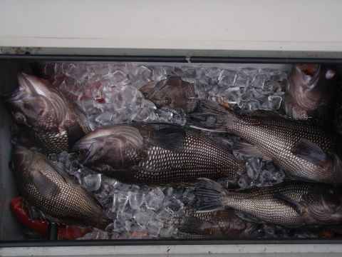 1995 Ford Bronco - A cooler filled with freshly caught fish on ice.