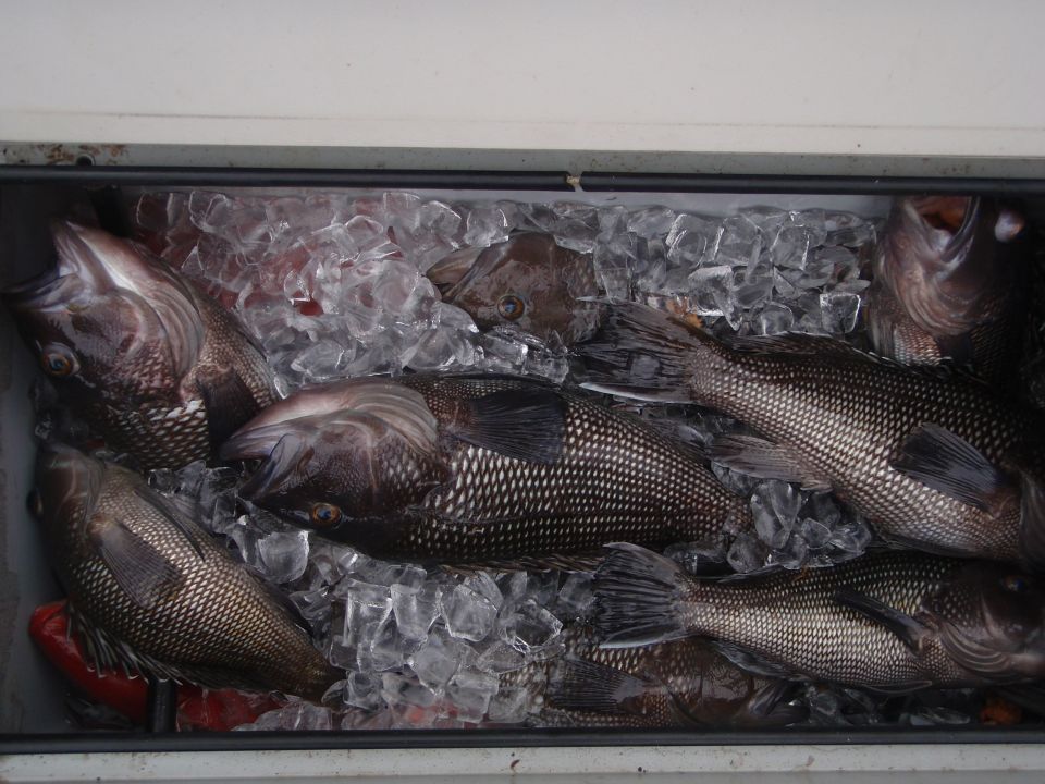Fish packed in ice in a cooler