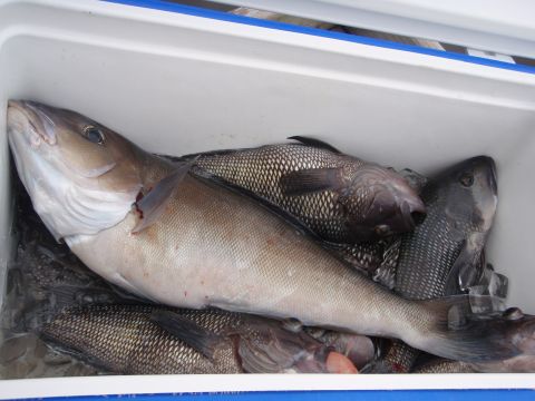 1995 Ford Bronco - Fresh catch of fish packed in ice inside a cooler, ready for transport.