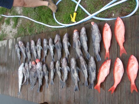1995 Ford Bronco - A large catch of fish, including several red snapper and other dark-colored fish, is displayed on a wooden deck.