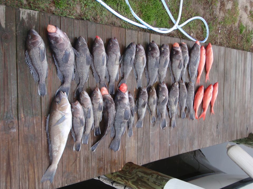 Many fish laid out on a wooden dock, some with red heads