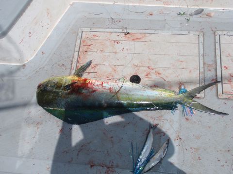1995 Ford Bronco - A caught dolphin fish lies on a boat deck, surrounded by fishing gear and bloodstains.