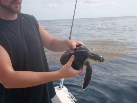 1995 Ford Bronco - A person holds a sea turtle while on a boat, with the ocean and a fishing rod visible.