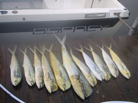 1995 Ford Bronco - A successful fishing trip yields a catch of several fish laid out on a wooden dock next to a boat named Osprey.