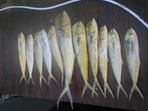 1995 Ford Bronco - A catch of ten fish displayed on a wooden surface, possibly after a fishing trip.