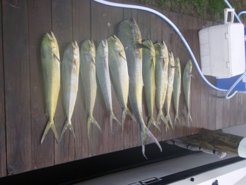 1995 Ford Bronco - A successful fishing trip yielded a catch of dolphin fish displayed on a wooden surface.