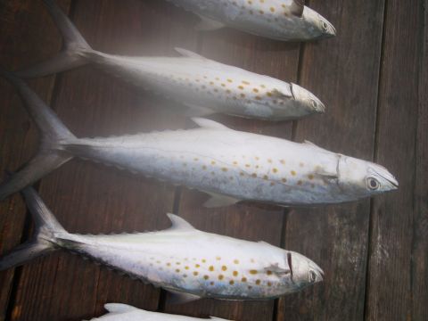 1995 Ford Bronco - A catch of four fish displayed on a weathered wooden surface, showing their spotted markings.