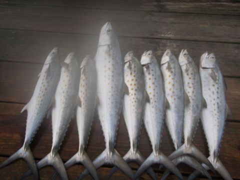 1995 Ford Bronco - A catch of eight fish, likely mackerel, are laid out on a rustic wooden surface.