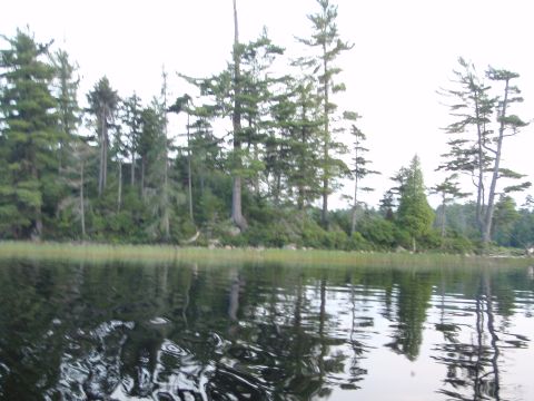 1995 Ford Bronco - A tranquil lake reflects the surrounding trees and sky, creating a peaceful natural landscape.