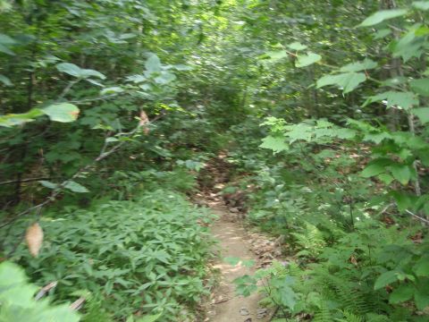 1995 Ford Bronco - A dirt path winds through a dense forest, with lush green plants and trees lining the way. A "Supermotors" watermark is visible in the lowe…
