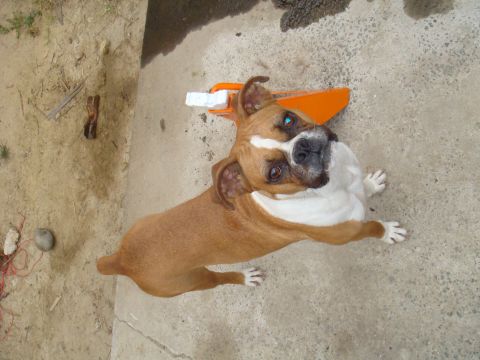 1992 Ford Bronco - Boxer dog with an orange toy on a concrete surface.