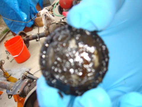 1992 Ford Bronco - A dirty differential cover is held up for inspection, with a dog and vehicle parts in the background.