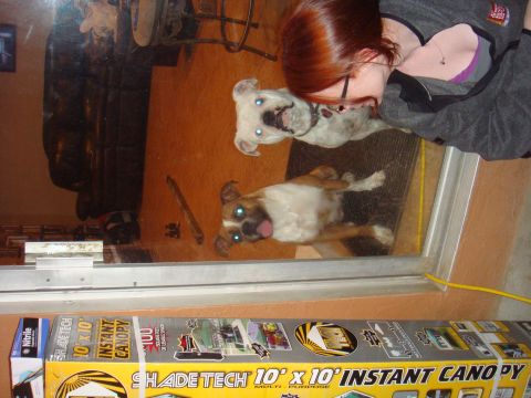 1992 Ford Bronco - Two dogs are captured looking through a glass door, with a woman's head visible in the background.