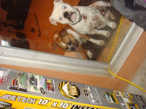 1992 Ford Bronco - Two dogs are visible through a glass door, with a product box in the foreground.