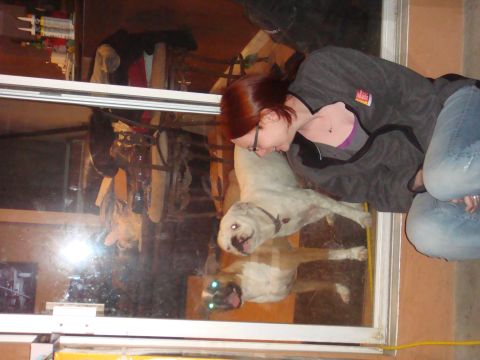 1992 Ford Bronco - A dog peers through a window, its reflection visible below.