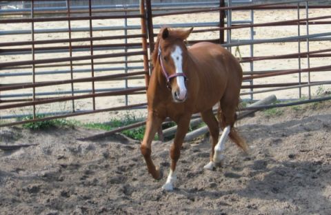 1991 Ford Bronco - A brown horse with a white blaze on its face is standing in a dirt pen with metal fencing.