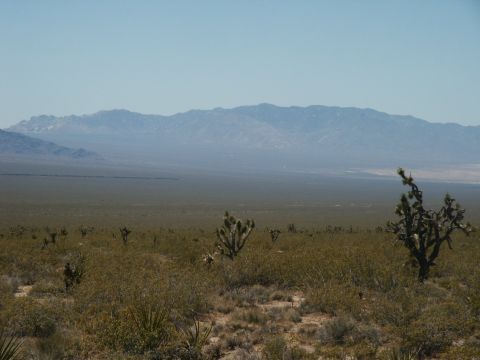 2000 Ford F-250 - A wide view of the Mojave Desert, Joshua trees and distant mountains under a clear sky.
