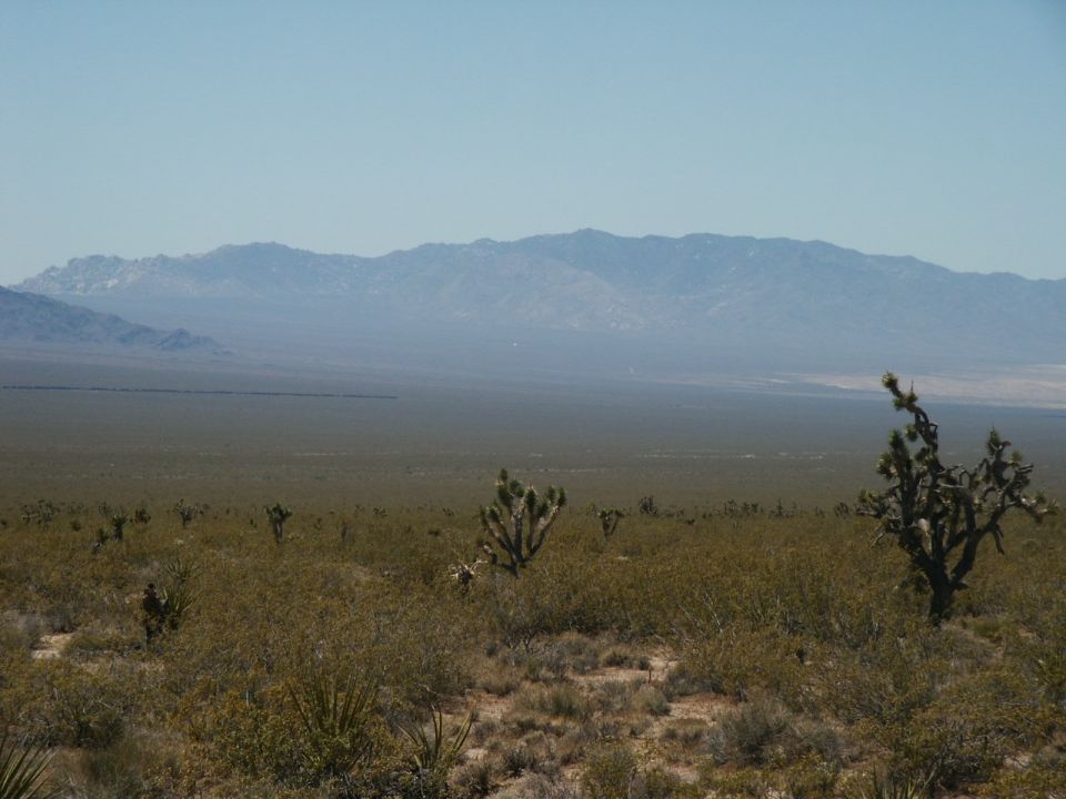 Mojave Desert landscape with Joshua trees and mountains under a clear blue sky