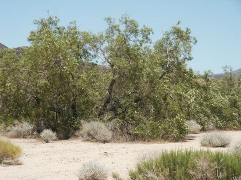 2000 Ford F-250 - real tree in the desert. dont know what kind....but one of a few I saw.